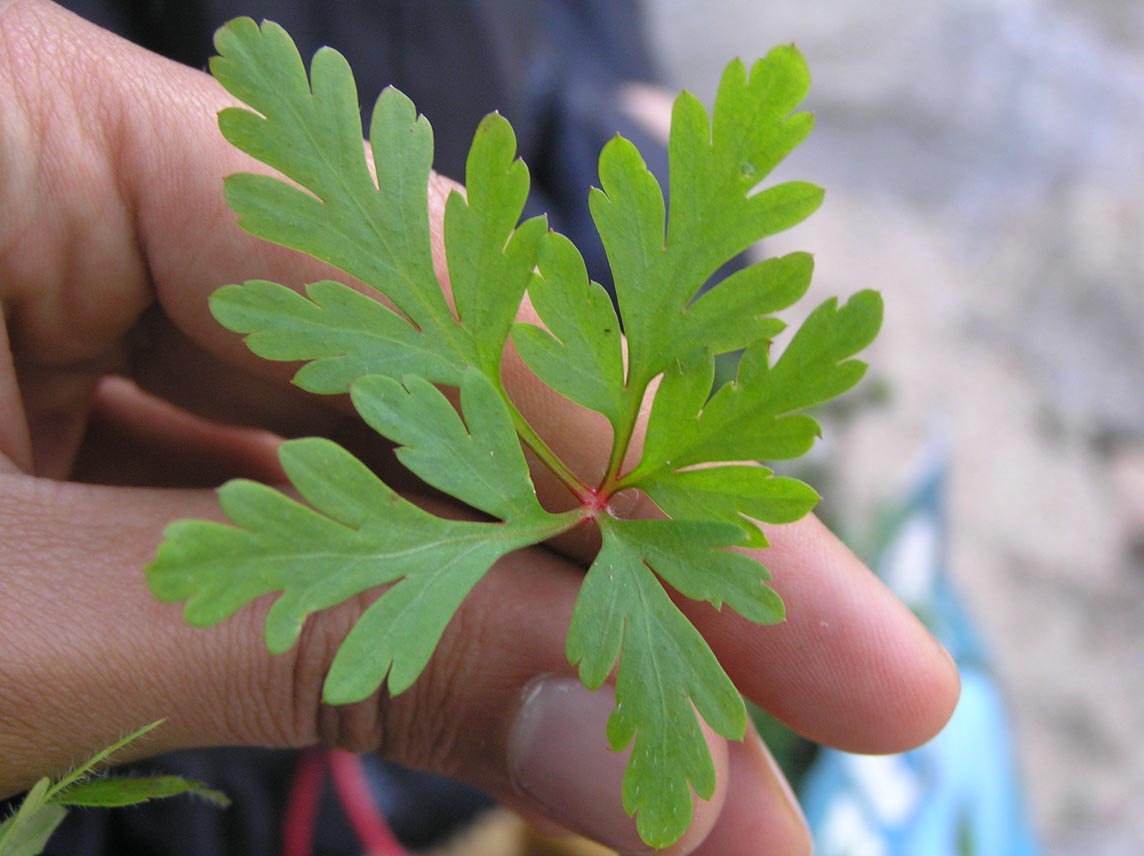 Geranium purpureum